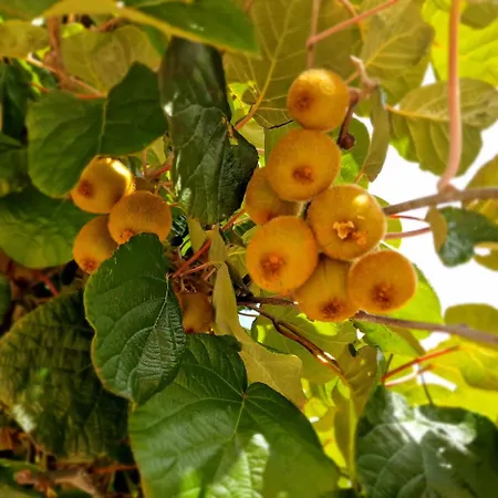 Apartament Kiwi Apartmanhaz