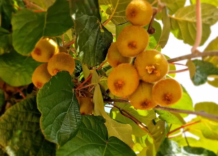 아파트 Kiwi Apartmanhaz